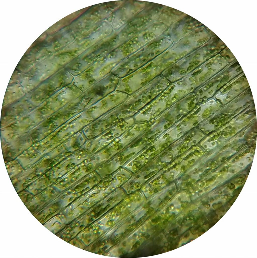 Moléculas de clorofila no interior dos cloroplastos de uma célula vegetal