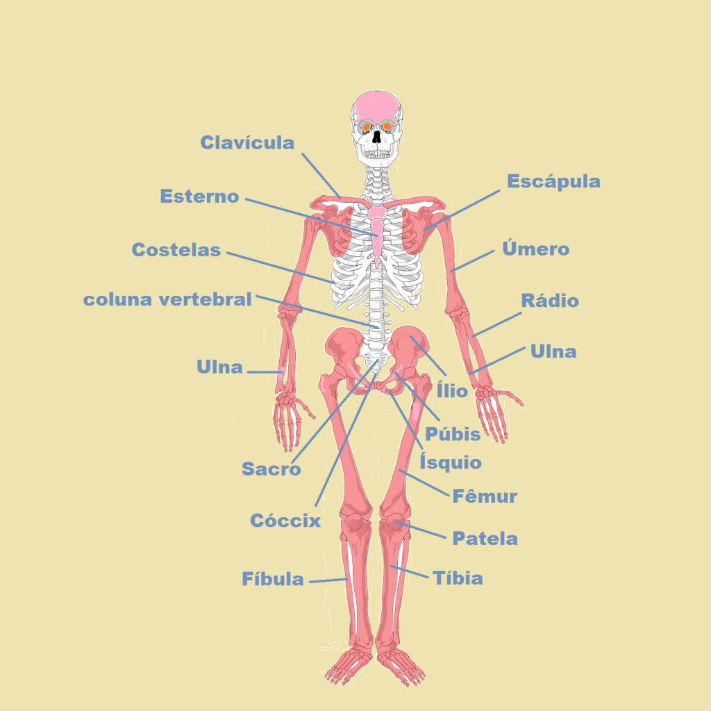 Principais ossos do corpo Tronco e membros