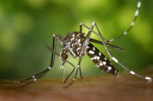 Aedes aegypti, vetor de doenças tropicais