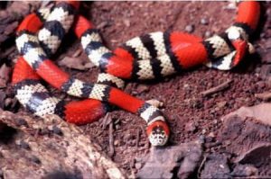 Serpentes e seus venenos
