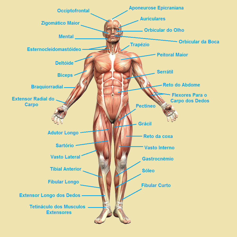 Principais músculos do corpo - Vista anterior - Adaptação Biota do Futuro