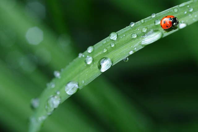 Como a água vence grandes alturas até as folhas das plantas?