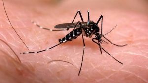 Betim lança Portal sobre a Dengue, Zika e Chikungunya