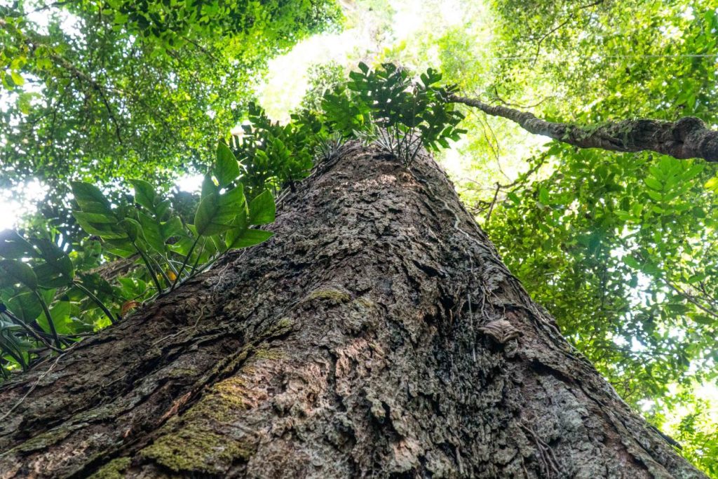 Árvores gigantes, um enigma na floresta neotropical da Amazônia brasileira
