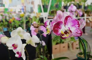Mostra de Orquídeas promete encantar visitantes no Mercado Central de Betim