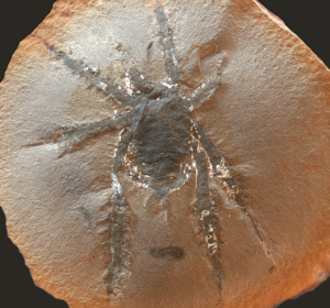 Registro fóssil de aranha de 308 milhões de anos intriga cientistas