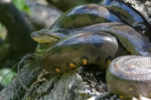 Nova espécie de Sucuri-Verde descoberta na Amazônia pode chegar a 7 metros e pesar mais de 200 quilos