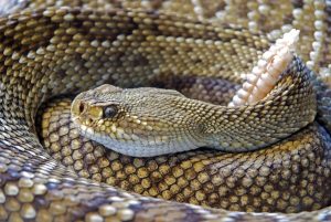 O que fazer em caso de acidente com cobras peçonhentas? Onde buscar tratamento?