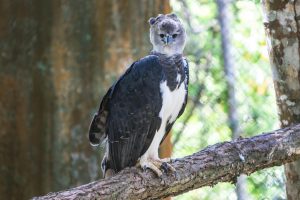Projeto busca preservar a Harpia, a maior águia do Brasil e das américas
