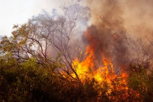 Pantanal tem 10.825 hectares queimados em janeiro de 2025