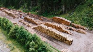 Desmatamento na Amazônia: construção de rodovia para COP 30, destrói floresta que deveria ser protegida