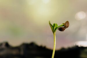 A germinação da semente, o início de uma nova vida