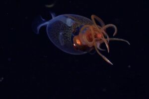 Exemplar juvenil de Lula Colossal, registrado pela primeira vez em seu habitat natural, 100 anos depois de sua descrição pela ciência