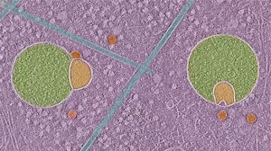 Estrutura inédita é observada em células humanas, apontam cientistas