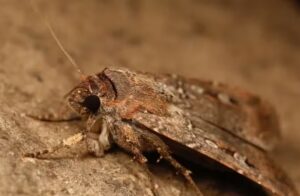 Mariposas usam estrelas como orientação durante rota migratória, sugere pesquisa