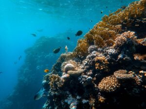 Coral gigantesco é registrado por cientistas nas ilhas Salomão