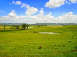 Pampa tem a maior perda de vegetação dos últimos 40 anos, diz MapBiomas