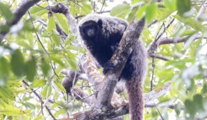 Desmatamento na Caatinga ameaça habitat de primata endêmico do bioma 