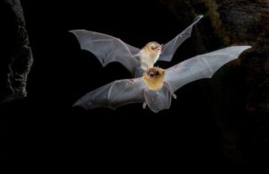 Primeiras bat caves confirmadas no Cerrado revelam colônias gigantes de morcegos 