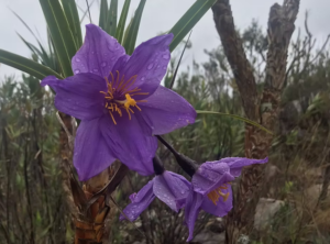 Canela-de-ema, típica de campos rupestres, tem abelhas e beija-flores como chave do seu sucesso reprodutivo 
