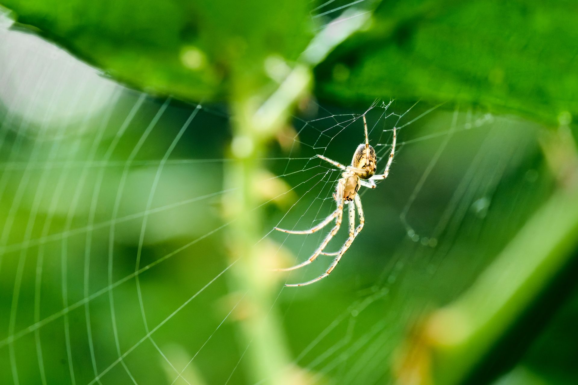 Como diferenciar aranhas inofensivas das espécies de interesse médico 