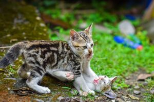 Conheça a esporotricose, a doença fúngica que acomete principalmente gatos, mas também pode infectar humanos  