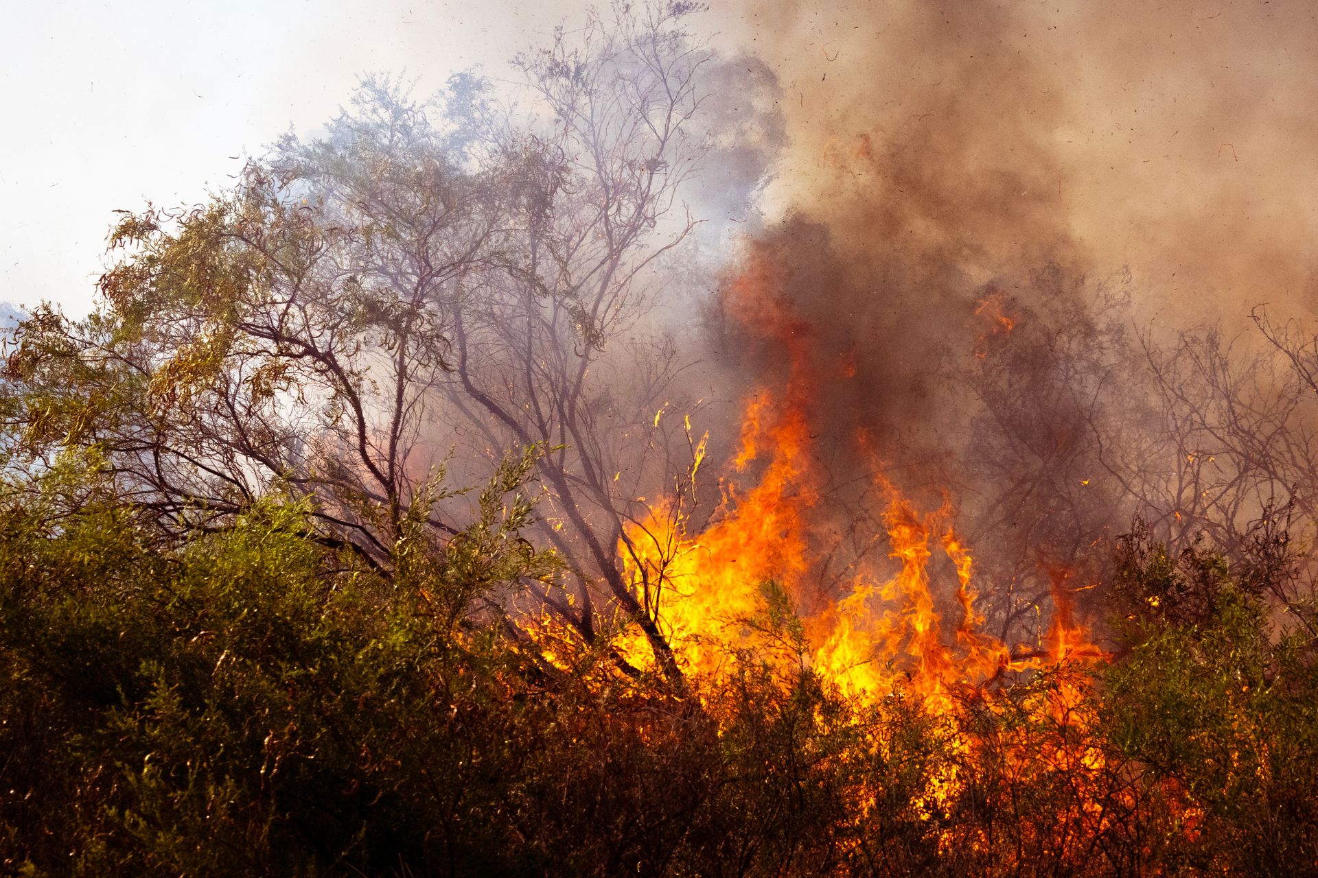 Amazônia registra nova onda de incêndios; gestões Lula acumulam recordes de queimadas, apontam estatísticas